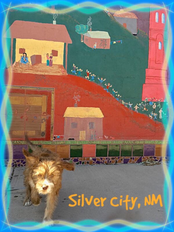 Schatzi The Wander Dog At Silver City NM